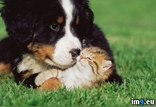 Tags: kitten, puppy (Pict. in 1920x1200 wallpapers HD)