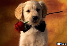 Tags: 1600x1200, bowtie, love, puppy, rose (Pict. in Cute Puppies)