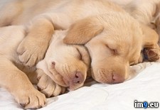 Tags: puppy, sleepover (Pict. in Beautiful photos and wallpapers)