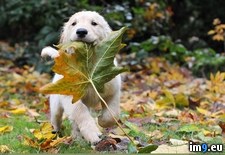 Tags: leaf, puppy (Pict. in 1920x1200 wallpapers HD)