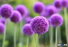 Tags: allium, assiniboine, flowers, manitoba, park, purple, winnipeg (Pict. in Beautiful photos and wallpapers)