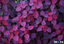 Tags: leaves, purple (Pict. in 1920x1200 wallpapers HD)