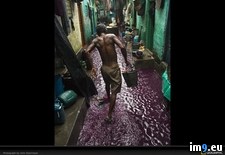 Tags: calcutta, purple, water (Pict. in National Geographic Photo Of The Day 2001-2009)
