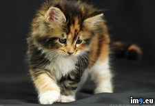 Tags: 1366x768, kotenok, pushistiy, wallpaper (Pict. in Cats and Kitten Wallpapers 1366x768)