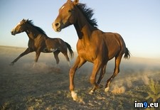 Tags: horses, mexico, new, quarter (Pict. in Beautiful photos and wallpapers)