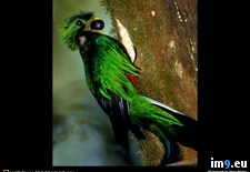 Tags: bird, national, quetzal (Pict. in National Geographic Photo Of The Day 2001-2009)