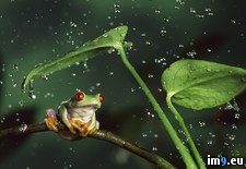 Tags: eyed, frog, rain, red, shelter, tree (Pict. in Beautiful photos and wallpapers)