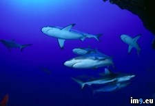 Tags: gray, rangiroa, reef, shark (Pict. in National Geographic Photo Of The Day 2001-2009)
