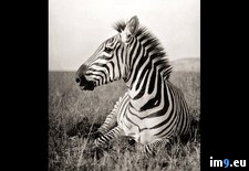 Tags: reclining, zebra (Pict. in National Geographic Photo Of The Day 2001-2009)