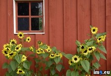 Tags: alaska, barn, fairbanks, park, pioneer, red, sunflowers (Pict. in Beautiful photos and wallpapers)
