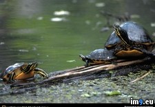Tags: bellied, red, turtles (Pict. in National Geographic Photo Of The Day 2001-2009)