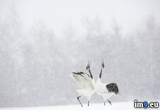 Tags: crane, crowned, hokkaido, japan, kushiro, national, park, red, shitsugen (Pict. in Beautiful photos and wallpapers)