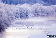 Tags: corbis, cranes, crowned, hokkaido, japan, kushiro, national, park, red, shitsugen (Pict. in Best photos of March 2013)