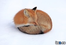 Tags: animal, fox, nature, red, snow, yukon (Pict. in Beautiful photos and wallpapers)