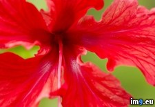 Tags: blossom, costa, flower, hibiscus, red, rica (Pict. in Beautiful photos and wallpapers)