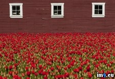 Tags: red, skagit, spring, tulips, valley, washington (Pict. in Beautiful photos and wallpapers)