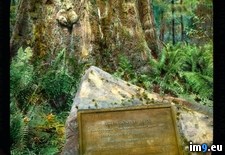 Tags: base, california, coast, founders, highway, plaque, redwood, sempervirens, sequoia, tree (Pict. in Branson DeCou Stock Images)