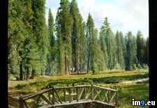 Tags: california, footbridge, forest, highway, meadow, redwood, stream, wood (Pict. in Branson DeCou Stock Images)
