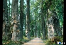 Tags: california, grove, highway, redwood, sempervirens, sequoia (Pict. in Branson DeCou Stock Images)
