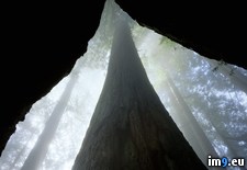 Tags: california, fog, northern, redwood, trees (Pict. in Beautiful photos and wallpapers)