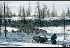 Tags: herder, reindeer (Pict. in National Geographic Photo Of The Day 2001-2009)