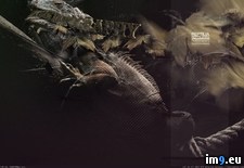 Tags: 1440x900, reptilia, wallpaper (Pict. in Desktopography Wallpapers - HD wide 3D)