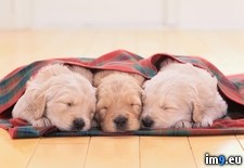 Tags: resting, retrievers (Pict. in Beautiful photos and wallpapers)