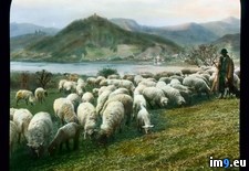 Tags: distance, drachenfels, flock, rhine, river, shepherd, valley (Pict. in Branson DeCou Stock Images)