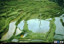 Tags: fields, rice (Pict. in National Geographic Photo Of The Day 2001-2009)