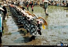 Tags: festival, planting, rice (Pict. in National Geographic Photo Of The Day 2001-2009)