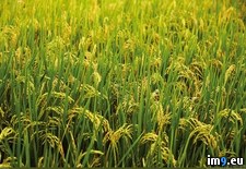 Tags: plants, rice (Pict. in 1920x1200 wallpapers HD)