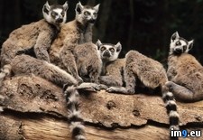 Tags: berenty, lemurs, madagascar, reserve, ring, tailed (Pict. in Beautiful photos and wallpapers)