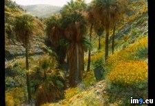 Tags: biskra, california, county, desert, hills, indio, palm, palms, riverside, trees, wildflowers (Pict. in Branson DeCou Stock Images)