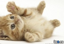 Tags: 1366x768, kotenok, rizhii, wallpaper (Pict. in Cats and Kitten Wallpapers 1366x768)