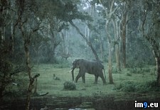 Tags: elephant, roaming (Pict. in National Geographic Photo Of The Day 2001-2009)