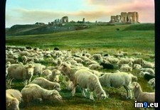 Tags: appia, appian, grazing, rome, ruins, sheep, via, way (Pict. in Branson DeCou Stock Images)