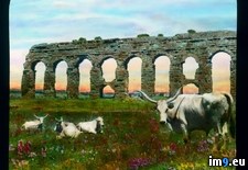 Tags: aqueduct, cattle, claudian, general, grazing, horned, long, rome, ruins (Pict. in Branson DeCou Stock Images)