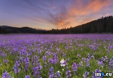 Tags: california, meadows, sagehen, truckee (Pict. in Beautiful photos and wallpapers)