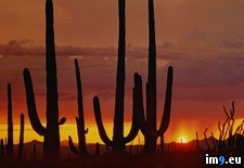 Tags: arizona, cacti, saguaro, sunset (Pict. in Beautiful photos and wallpapers)