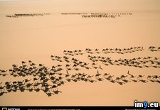 Tags: camels, sahara (Pict. in National Geographic Photo Of The Day 2001-2009)