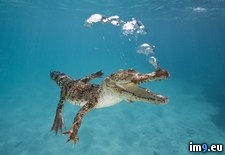 Tags: australia, crocodile, queensland, saltwater (Pict. in Beautiful photos and wallpapers)