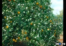 Tags: bernardino, blossoms, california, county, fruit, orange, redlands, san, tree, valley (Pict. in Branson DeCou Stock Images)