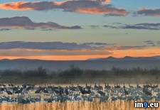 Tags: apache, bosque, cranes, del, geese, mexico, national, new, refuge, sandhill, snow, wildlife (Pict. in Beautiful photos and wallpapers)