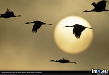 Tags: cranes, flying, sandhill (Pict. in National Geographic Photo Of The Day 2001-2009)