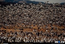 Tags: cranes, sandhill (Pict. in National Geographic Photo Of The Day 2001-2009)