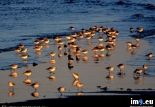 Tags: sandpipers (Pict. in National Geographic Photo Of The Day 2001-2009)