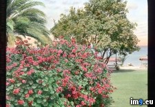 Tags: beach, california, canyon, catalina, catherine, descanso, geraniums, hotel, island, lawn, santa (Pict. in Branson DeCou Stock Images)