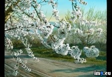 Tags: blossom, california, cherry, clara, santa, trees, valley (Pict. in Branson DeCou Stock Images)