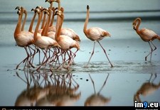 Tags: flamingos, maria, santa (Pict. in National Geographic Photo Of The Day 2001-2009)