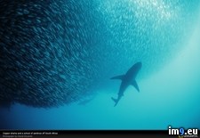 Tags: africa, sardines, shark, south (Pict. in National Geographic Photo Of The Day 2001-2009)